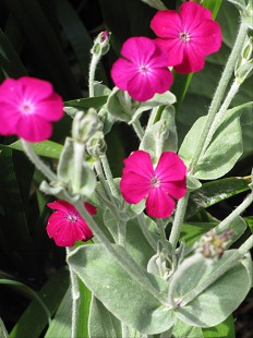 Fleurs de Lychnis Coronaria